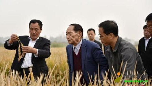【新科技】袁隆平将携团队试种耐盐碱杂交水稻