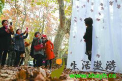 上海岳阳路落叶不扫延至月底 落叶展留住秋色