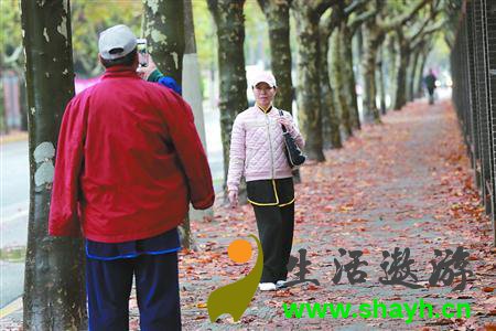 悬铃木、银杏、栾树、无患子 上海的秋色去哪儿找
