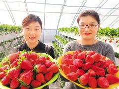 山东：大棚草莓“抢鲜”上市
