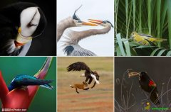 2019年Audubon鸟类摄影大赛获奖作品欣赏